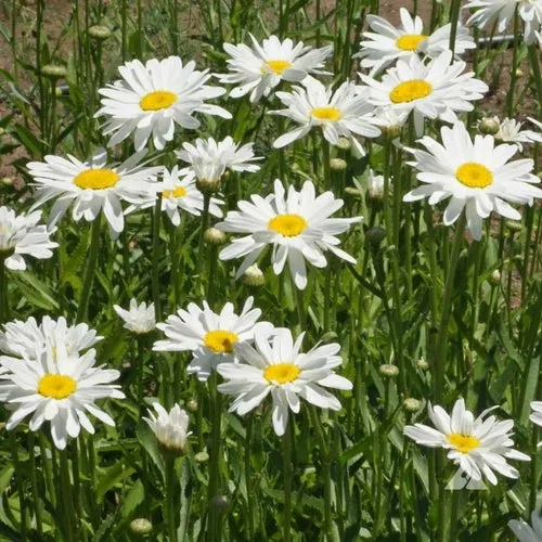 6x Perennial Flower Seed Assortment