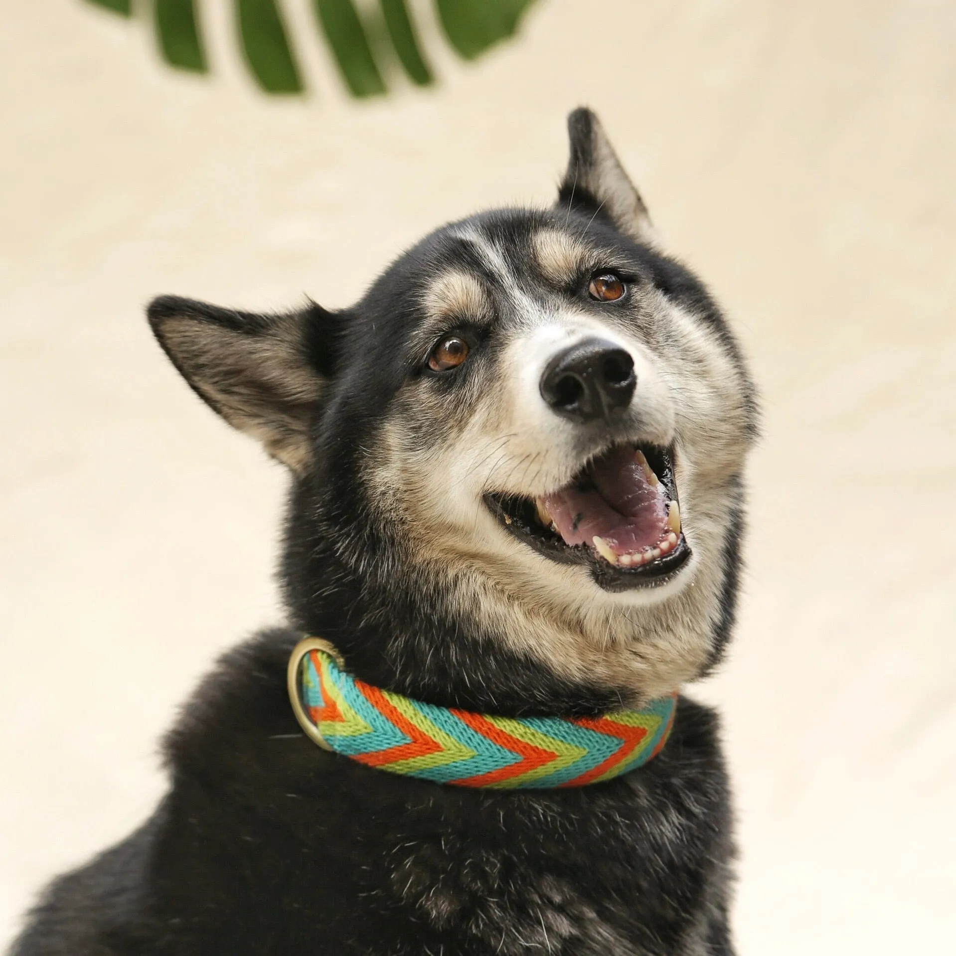 Claro Collar