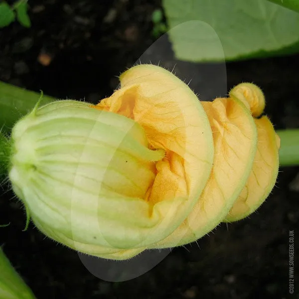 Courgette Defender F1 Seeds (AGM)