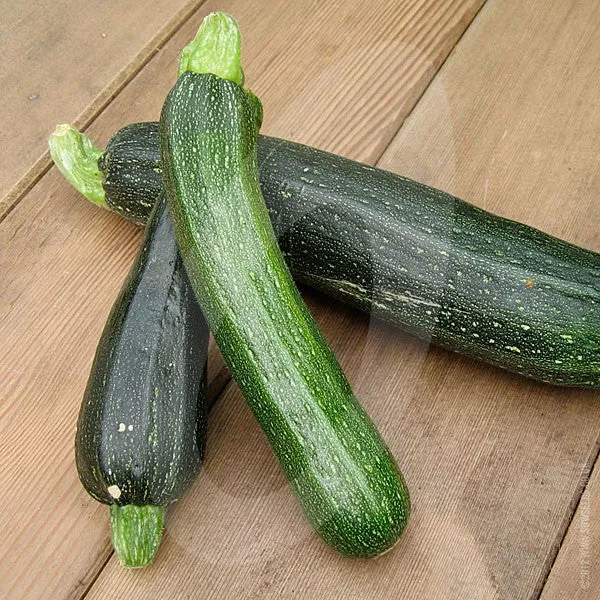 Courgette Defender F1 Seeds (AGM)