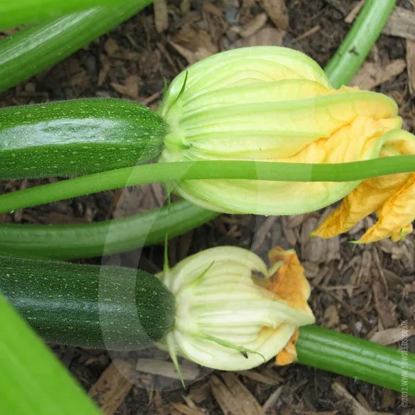 Courgette Defender F1 Seeds (AGM)