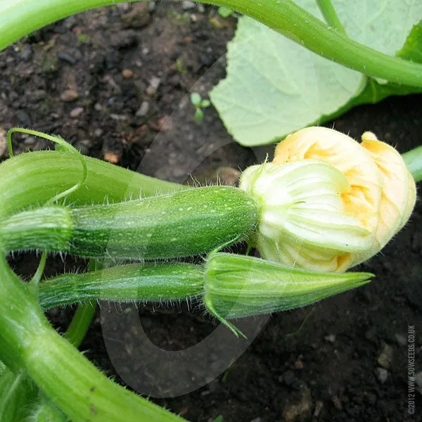 Courgette Defender F1 Seeds (AGM)