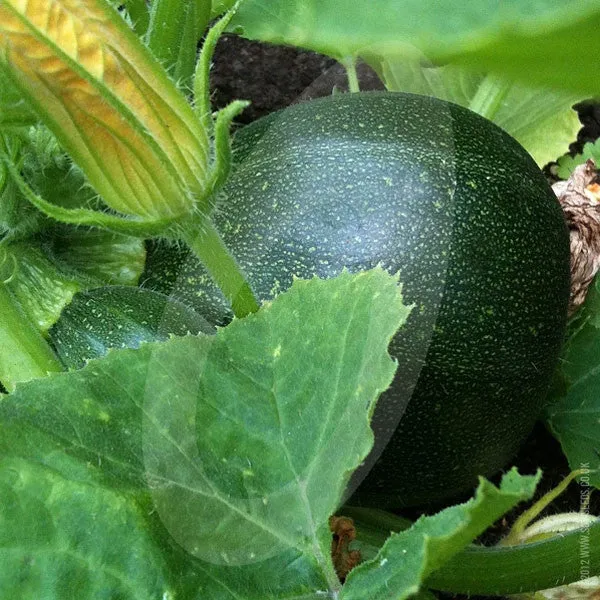 Courgette Eight Ball F1 Seeds