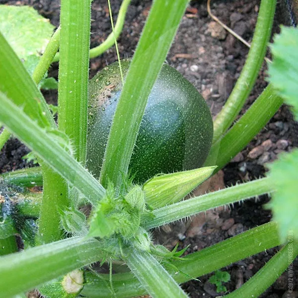 Courgette Eight Ball F1 Seeds