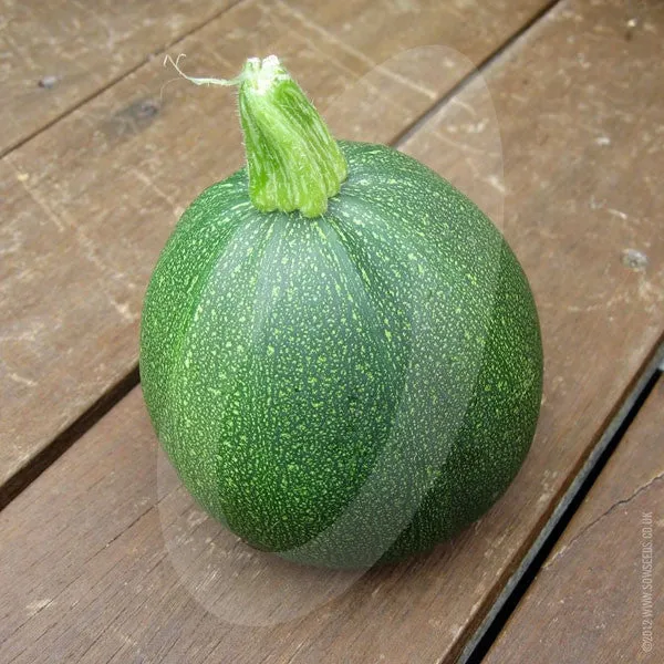 Courgette Eight Ball F1 Seeds