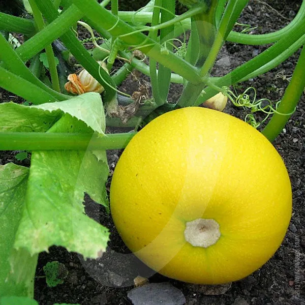 Courgette One Ball F1 Seeds