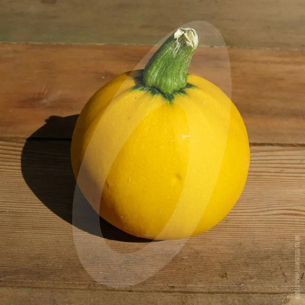 Courgette One Ball F1 Seeds
