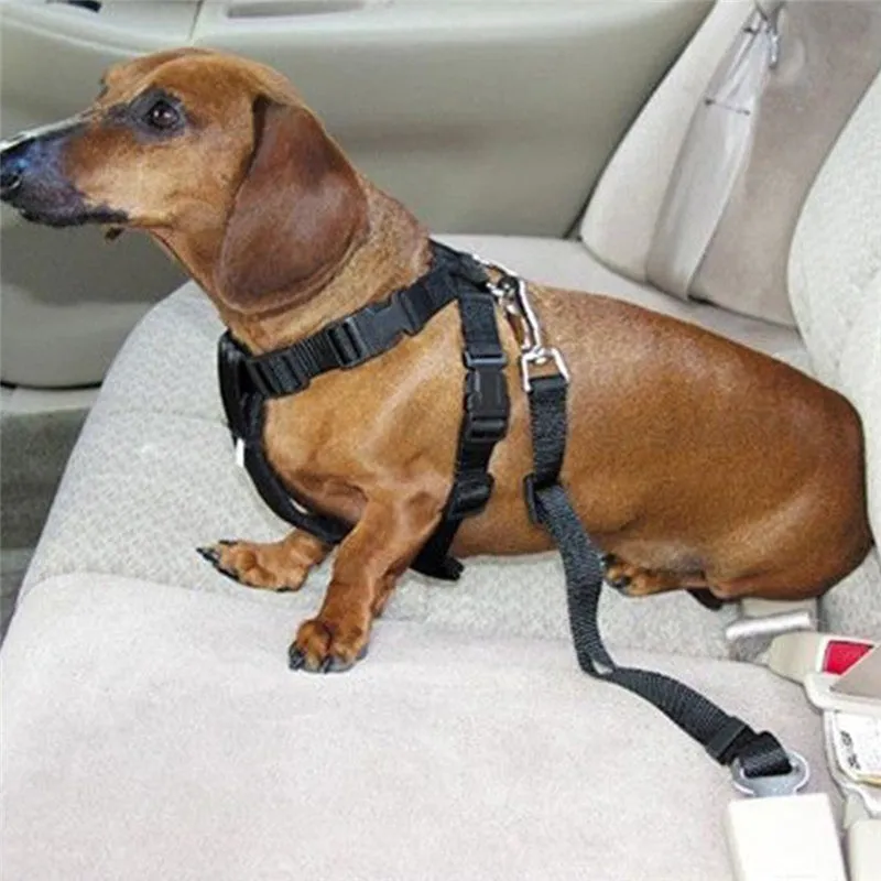 Dog Car Seat Belts