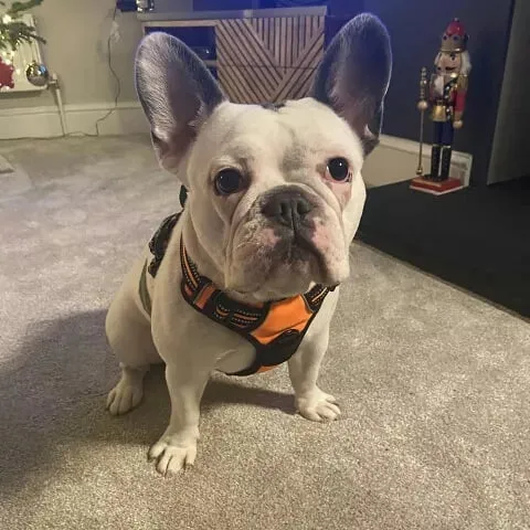 Dog Harness Not Over Head TLH56512