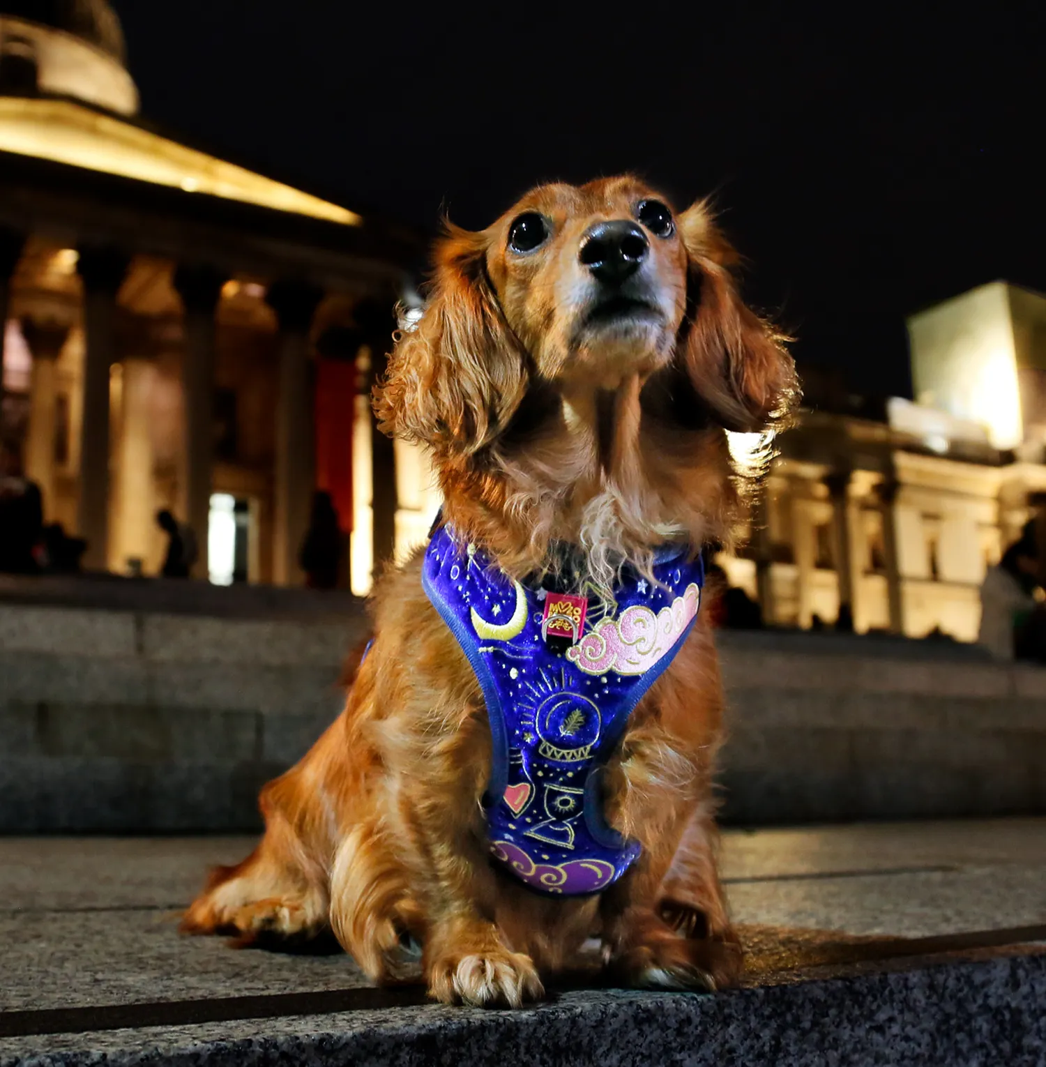 Magical - Royal (blue) adjustable harness ✦RARE✦
