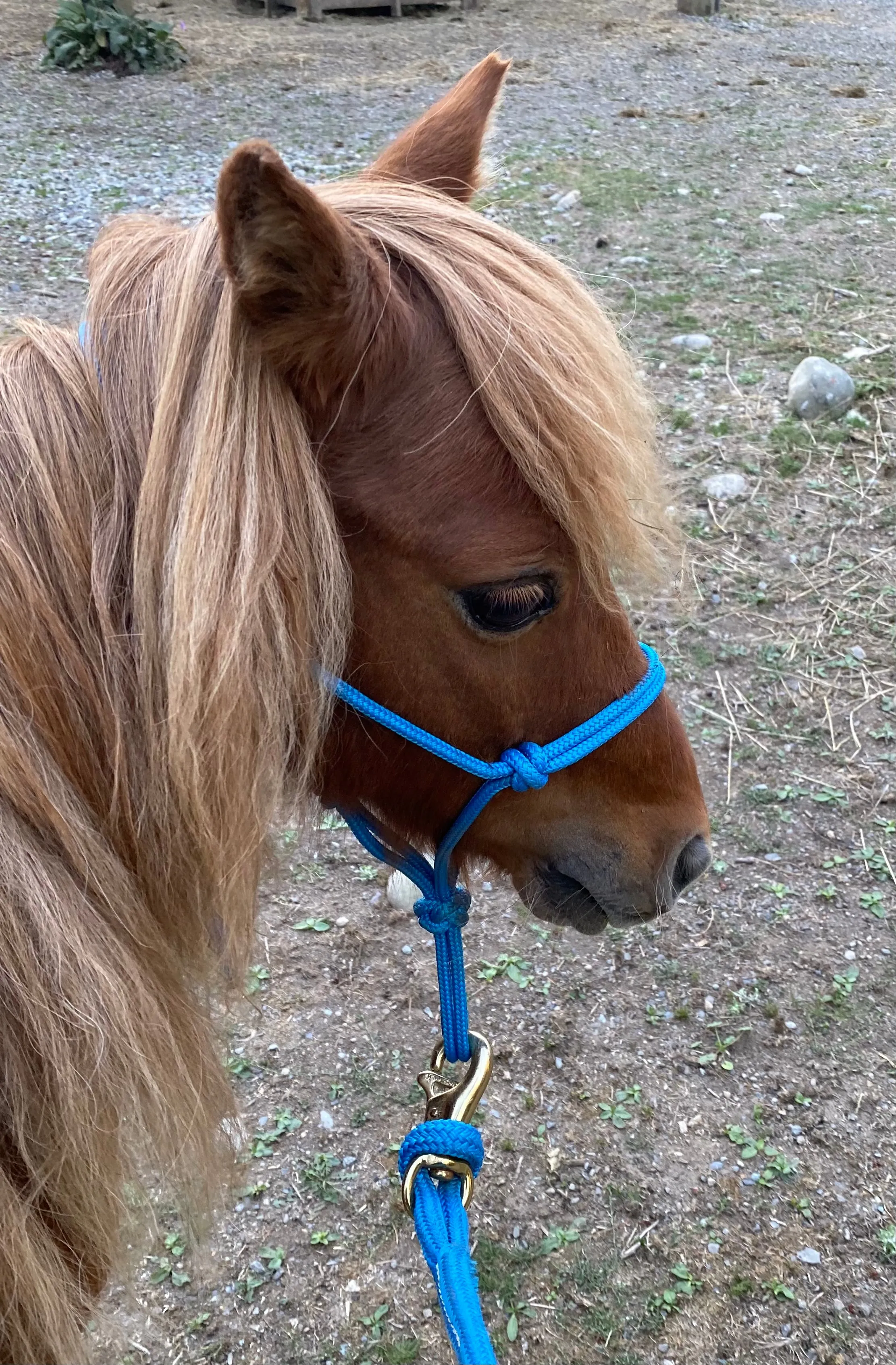 Mini Halter & Lead