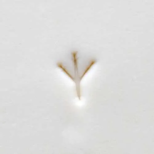 MKM SMR089 Chicken Footprint