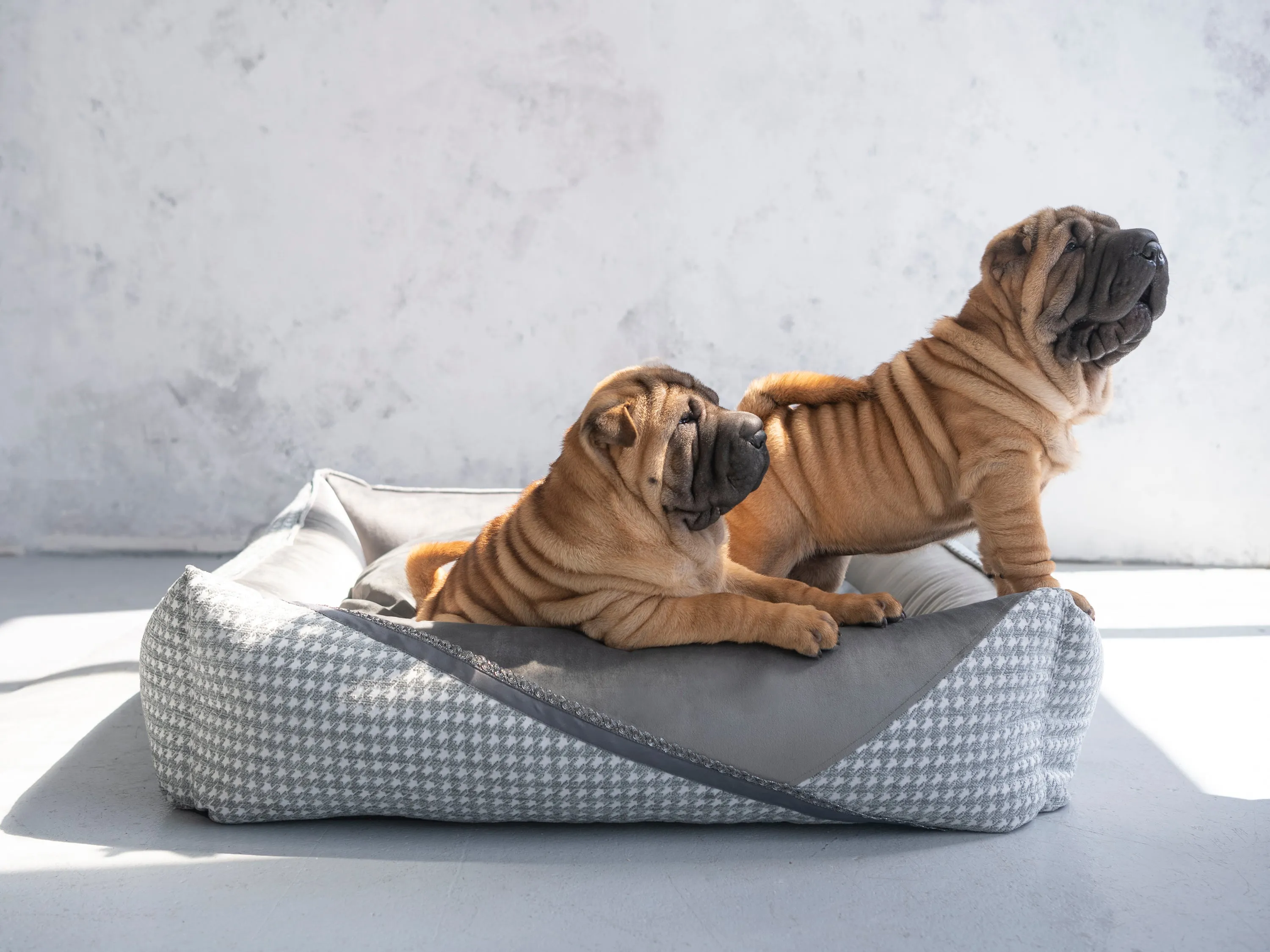 Oh Charlie Square Dog Bed Glamour Deluxe
