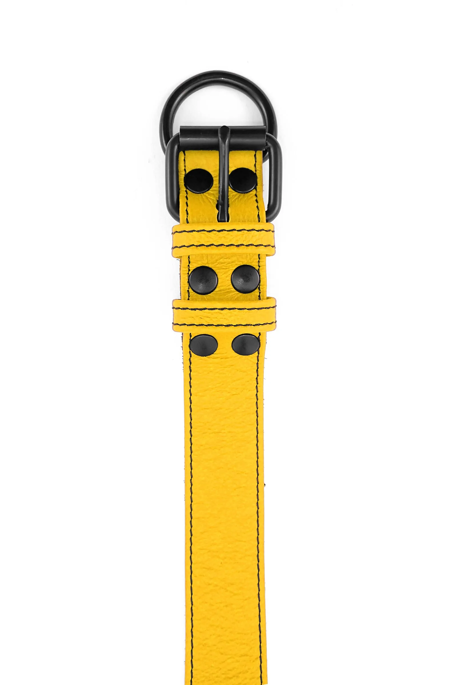PUP COLLAR - Colour