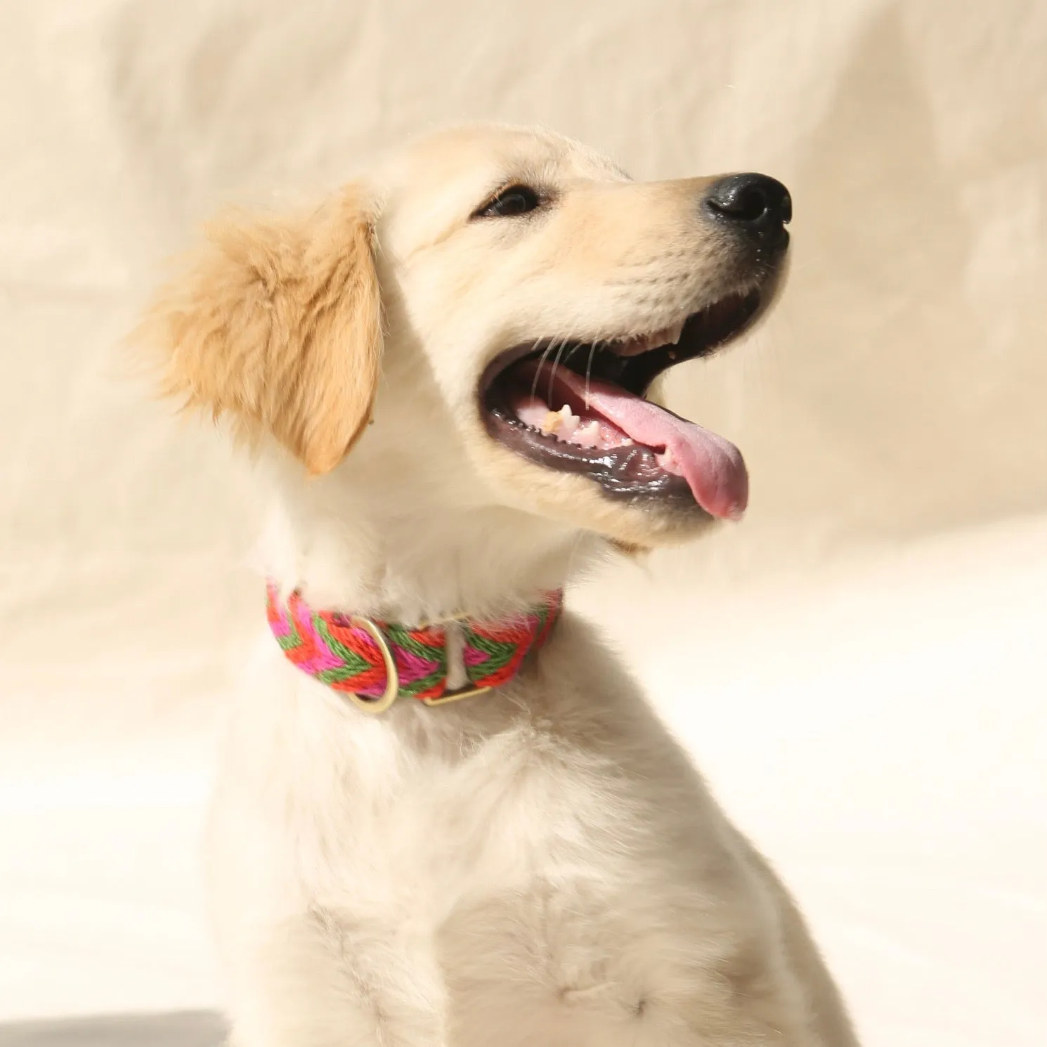 Rojo Collar