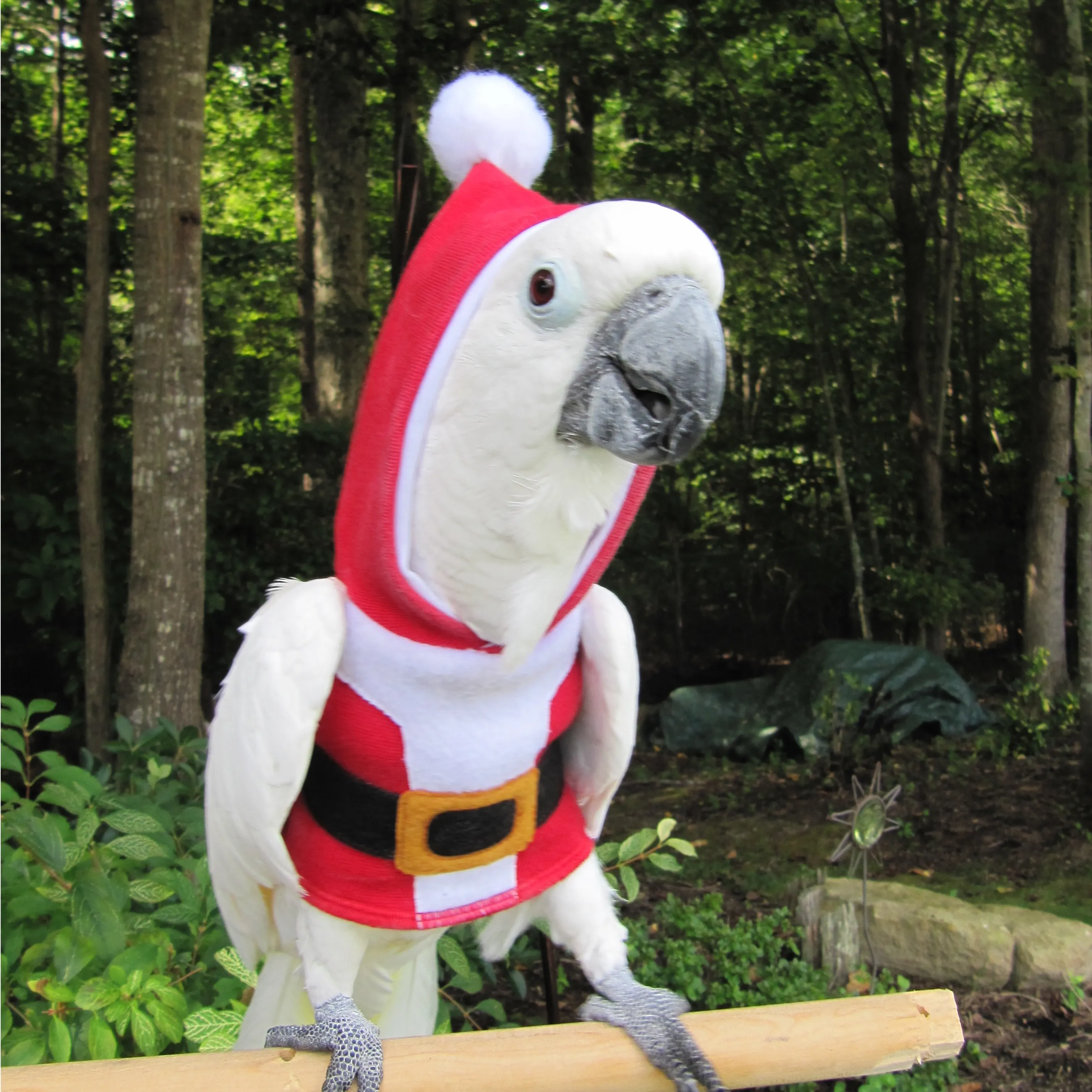 Santa Claws Hoodie