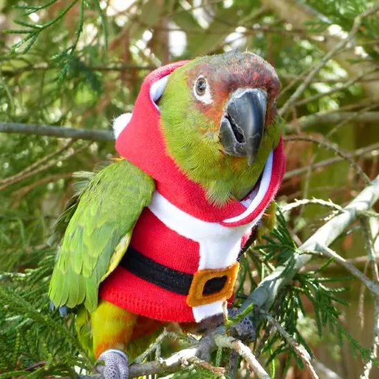 Santa Claws Hoodie