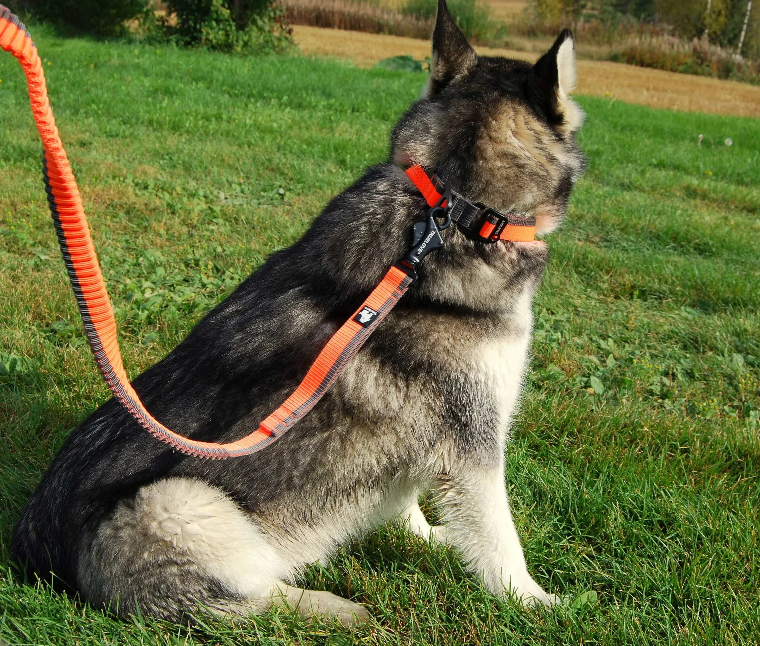 Truelove Nylon Bungee Dog Leash TLL2271